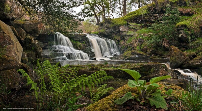 Forest waterfall cascade