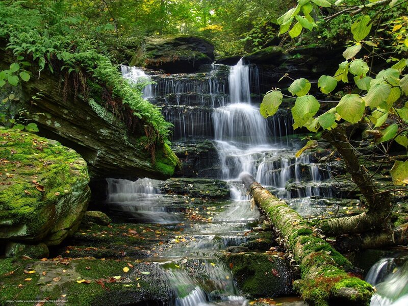 Forest waterfall cascade