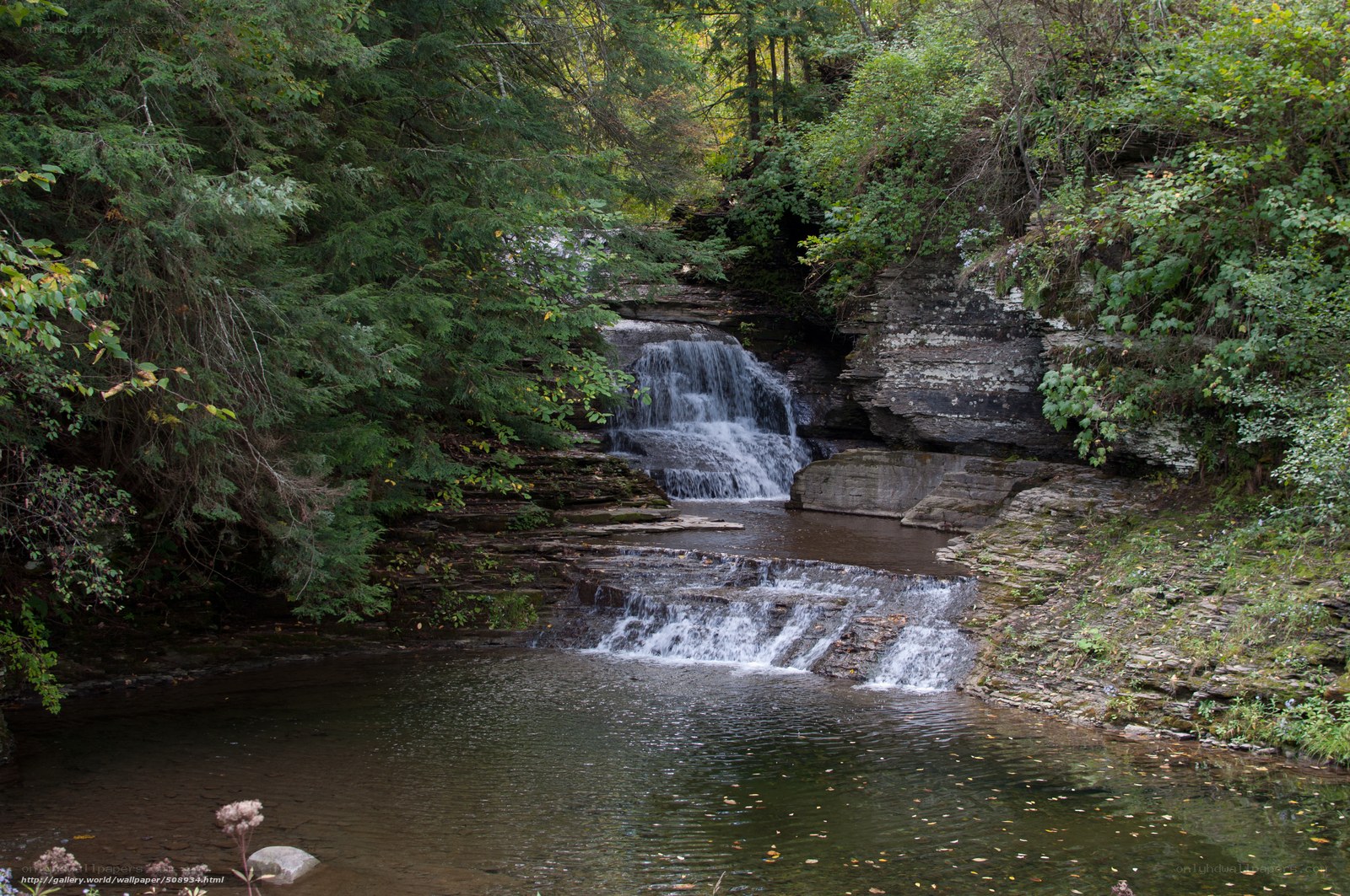 Forest waterfall cascade