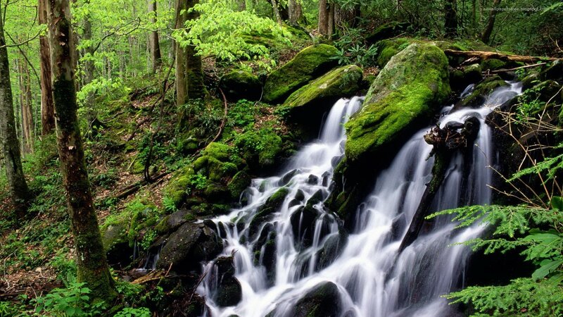 Forest waterfall cascade