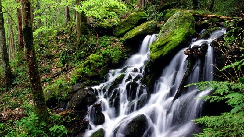 Forest waterfall cascade