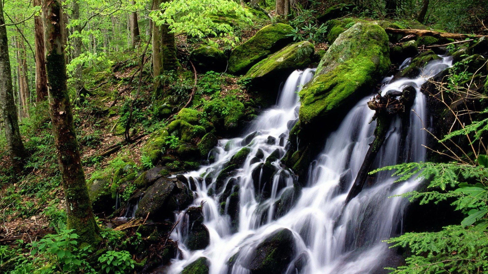 Forest waterfall cascade
