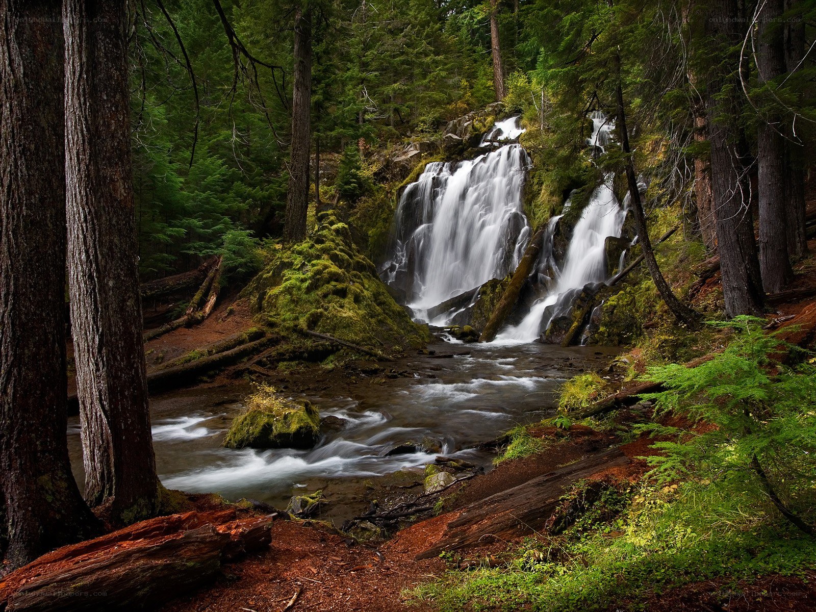 Forest waterfall cascade