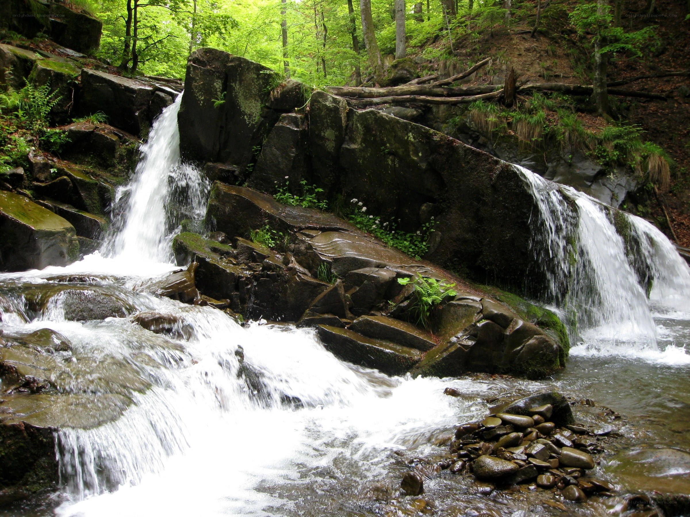 Forest waterfall cascade