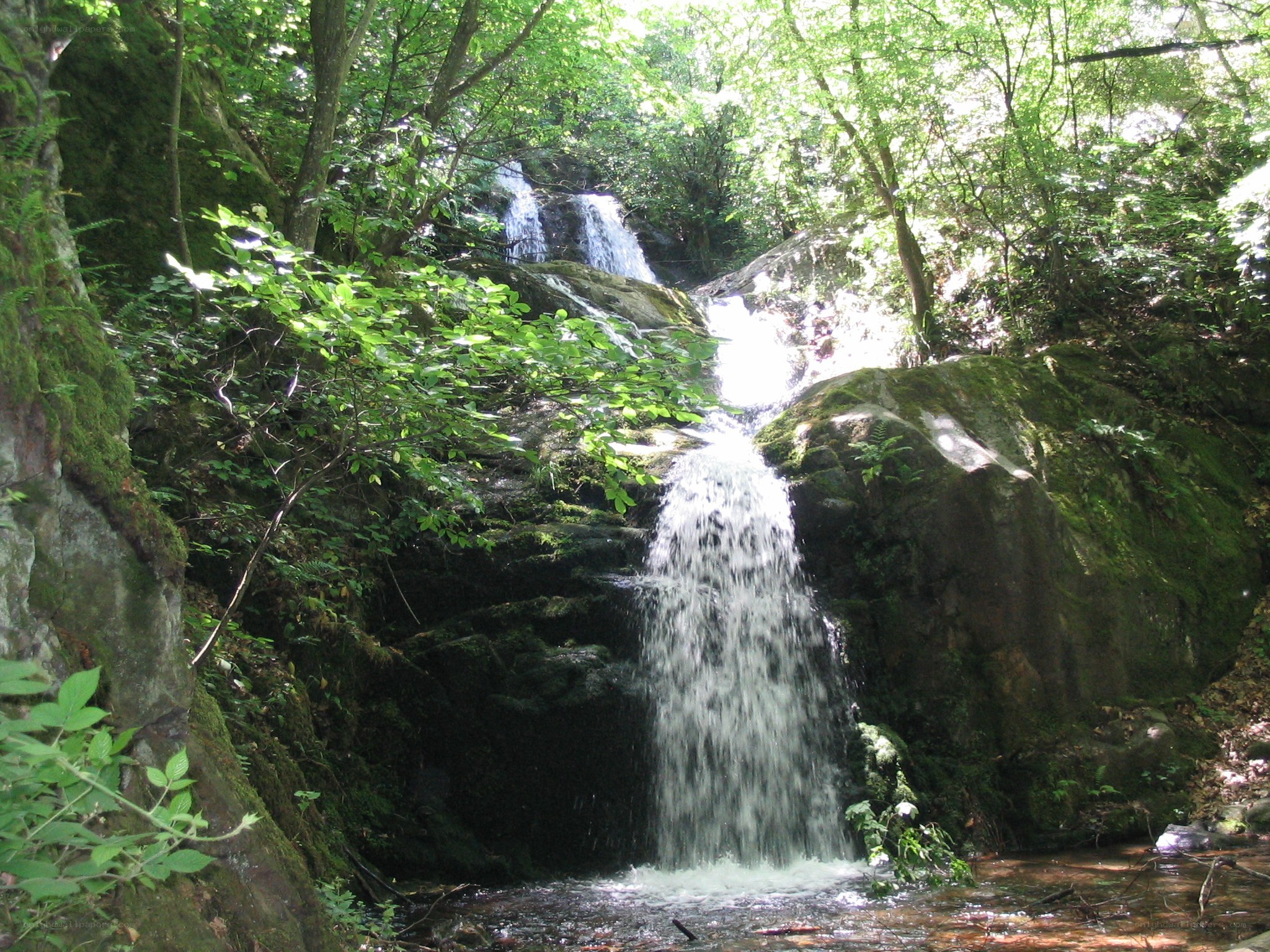 Forest waterfall cascade
