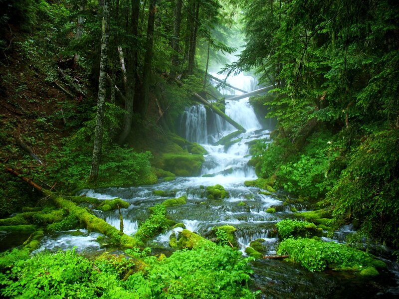 Forest waterfall cascade