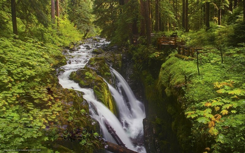 Forest waterfall cascade