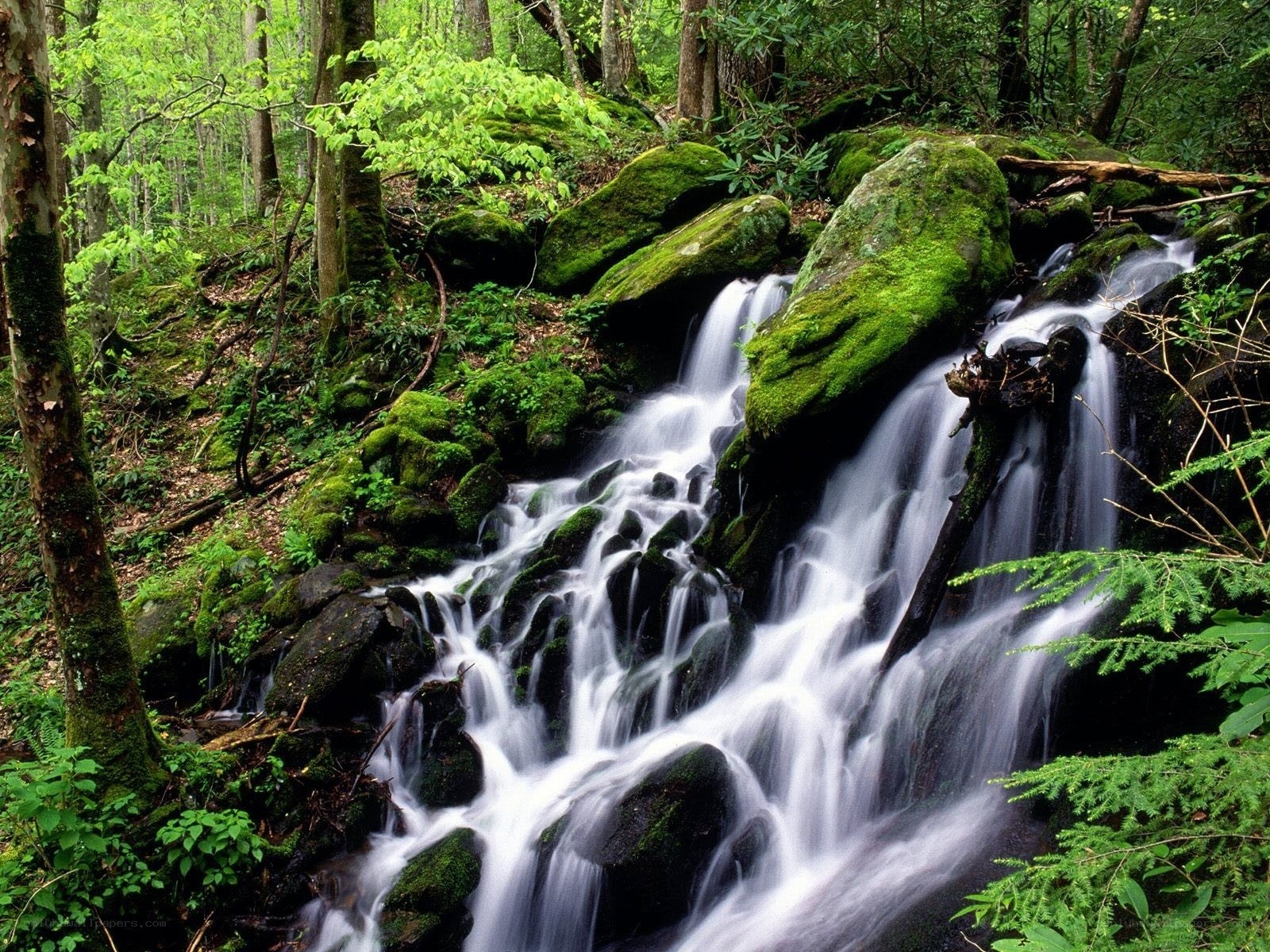 Forest waterfall cascading over mossy rocks