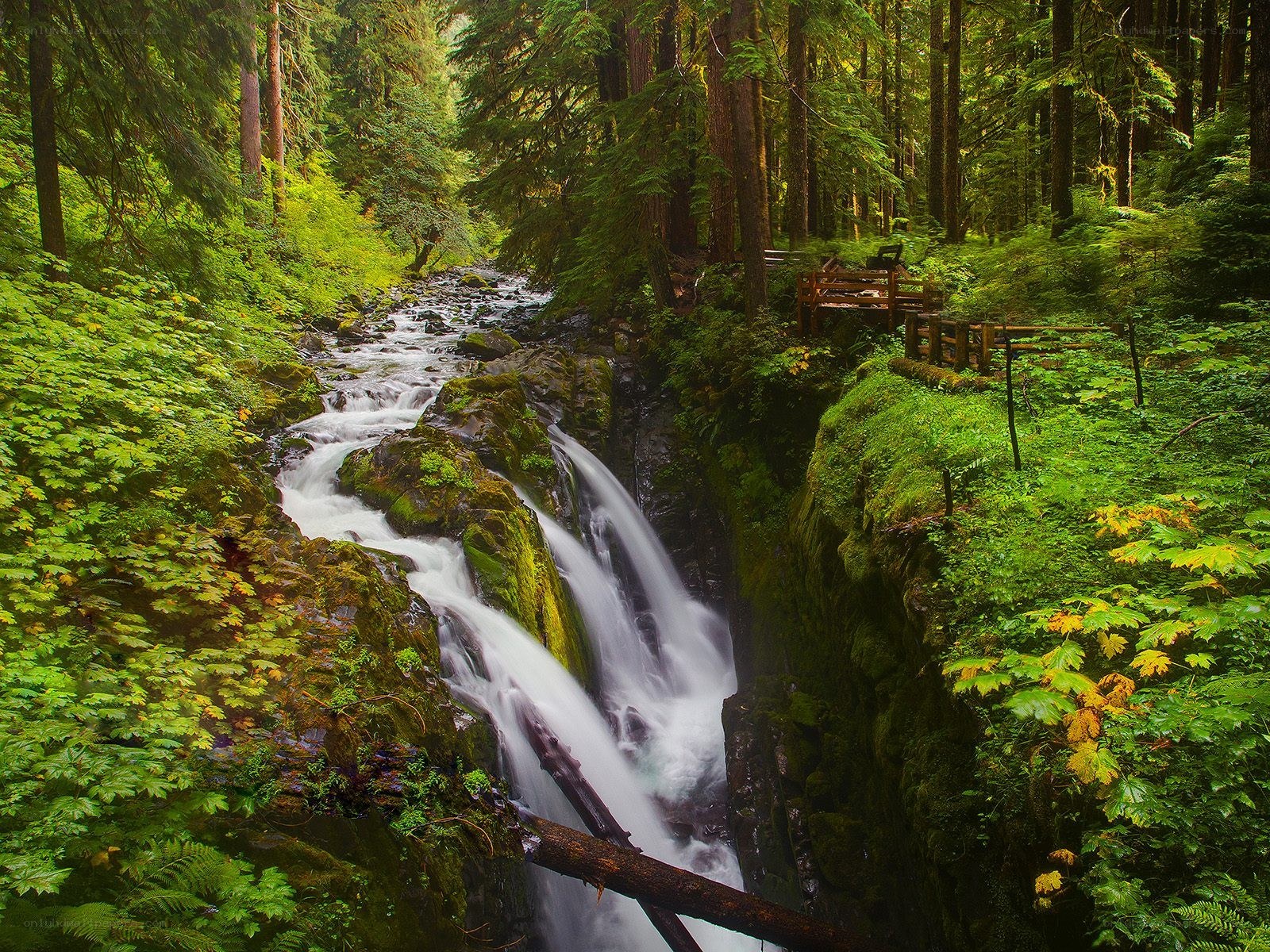 Forest waterfall in a lush canyon