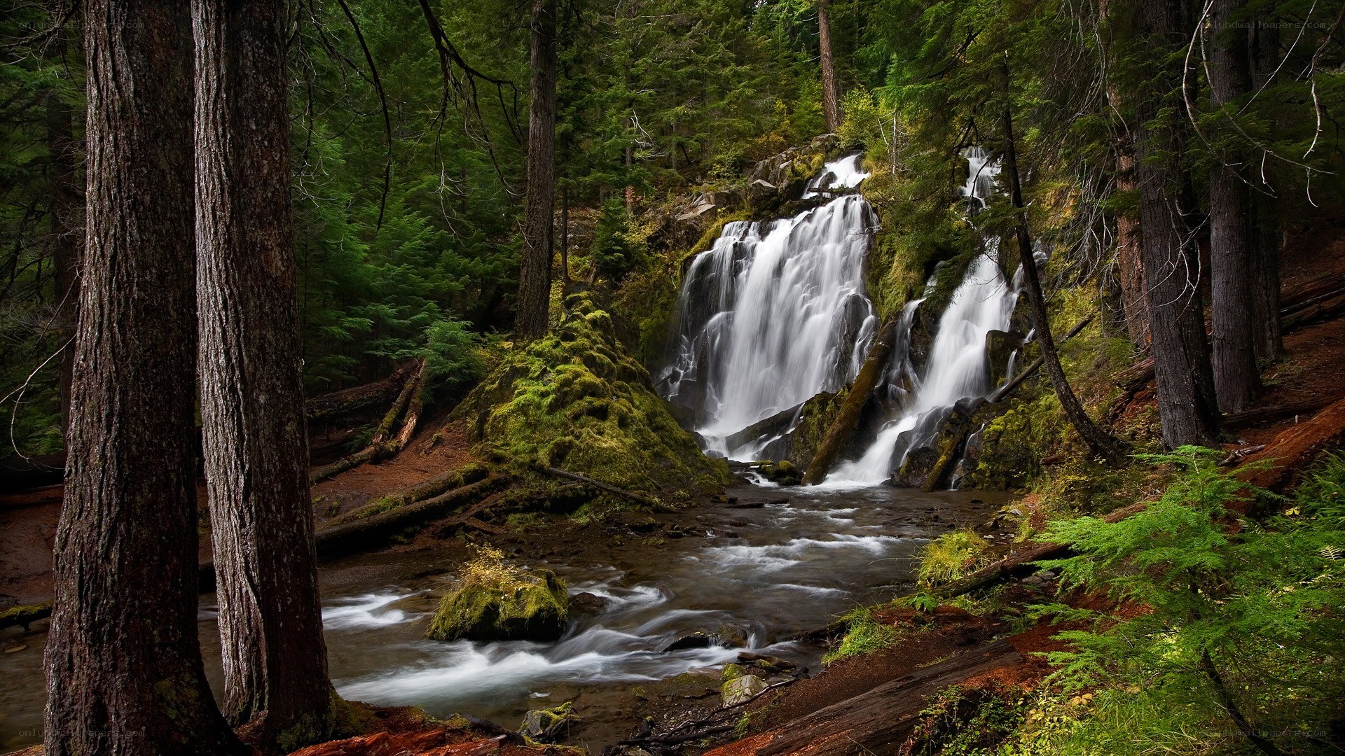 Forest waterfall in a lush green forest