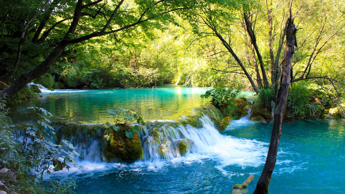 Forest waterfall in a lush green forest
