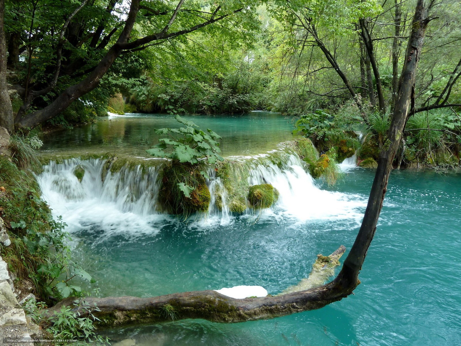 Forest waterfall in a lush green forest