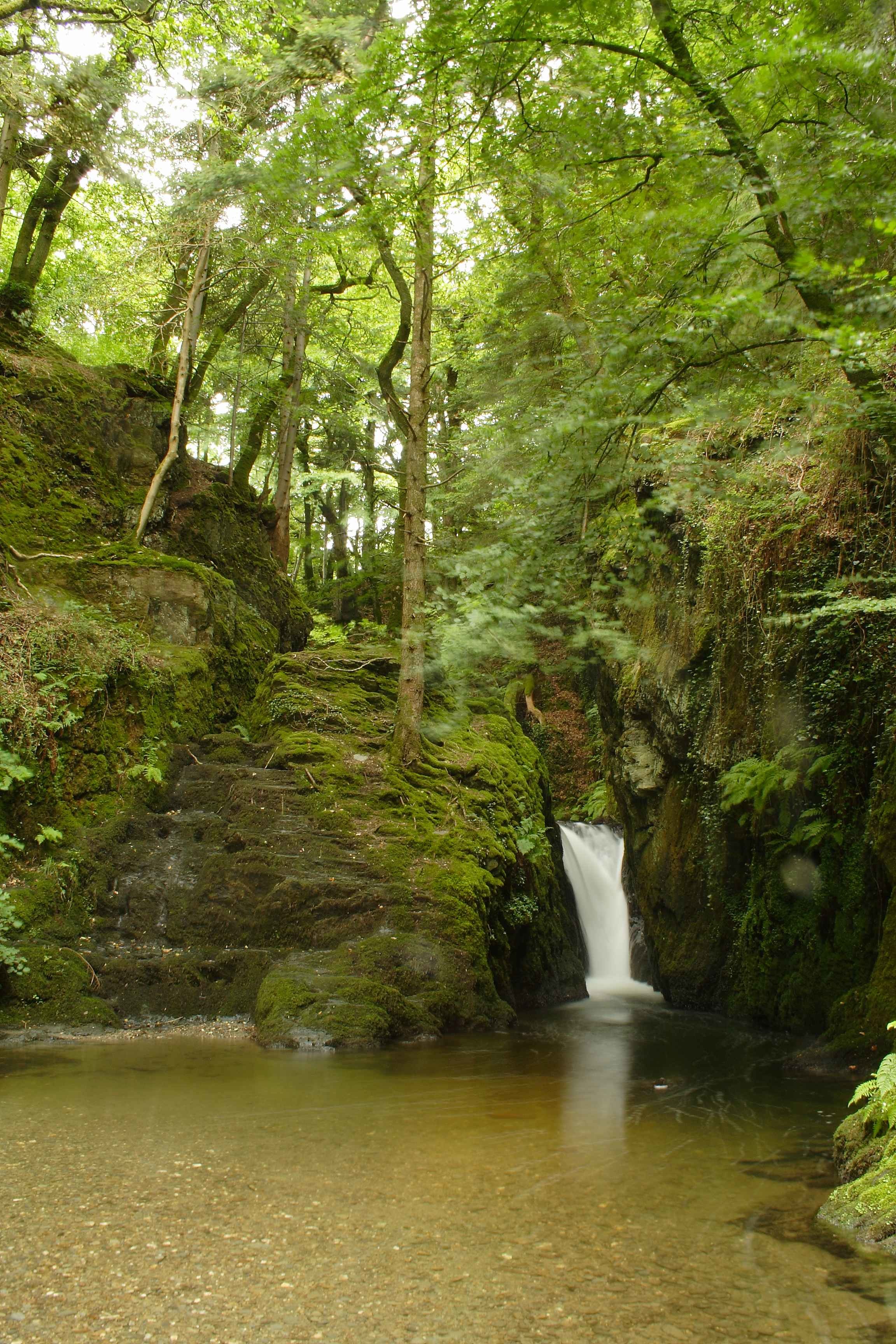 Forest waterfall in a mossy gorge