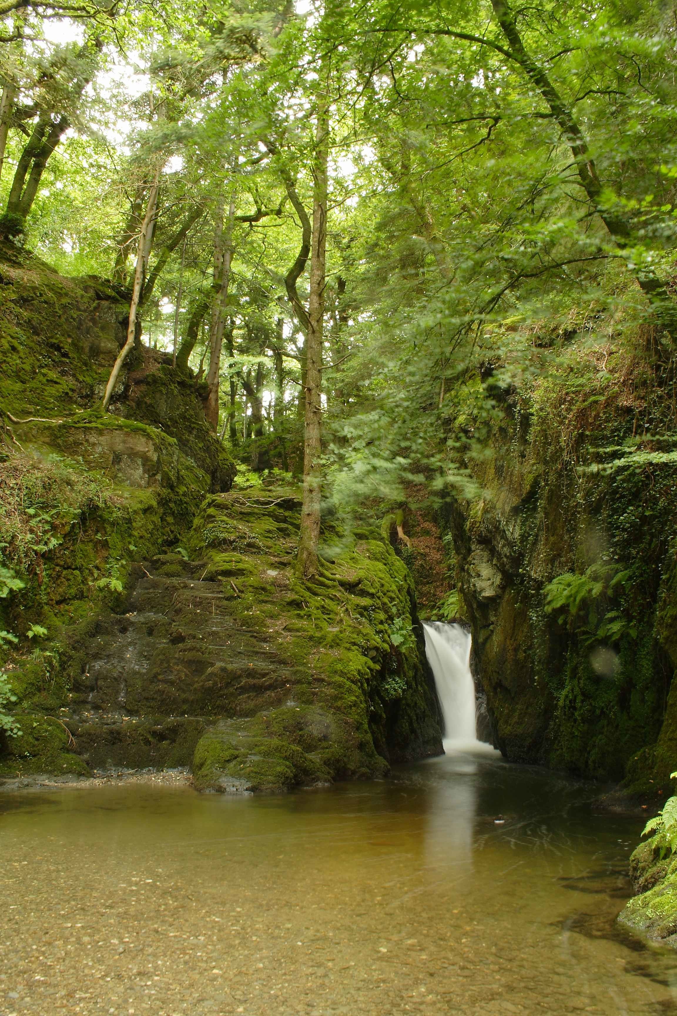 Forest waterfall in a mossy gorge