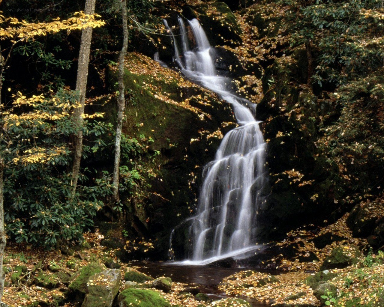 Forest waterfall in autumn