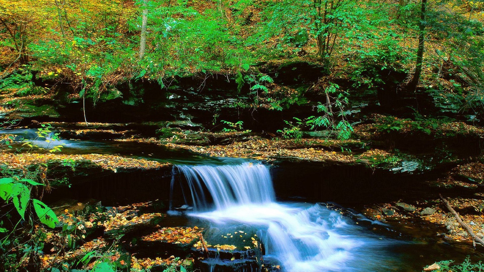 Forest waterfall in autumn