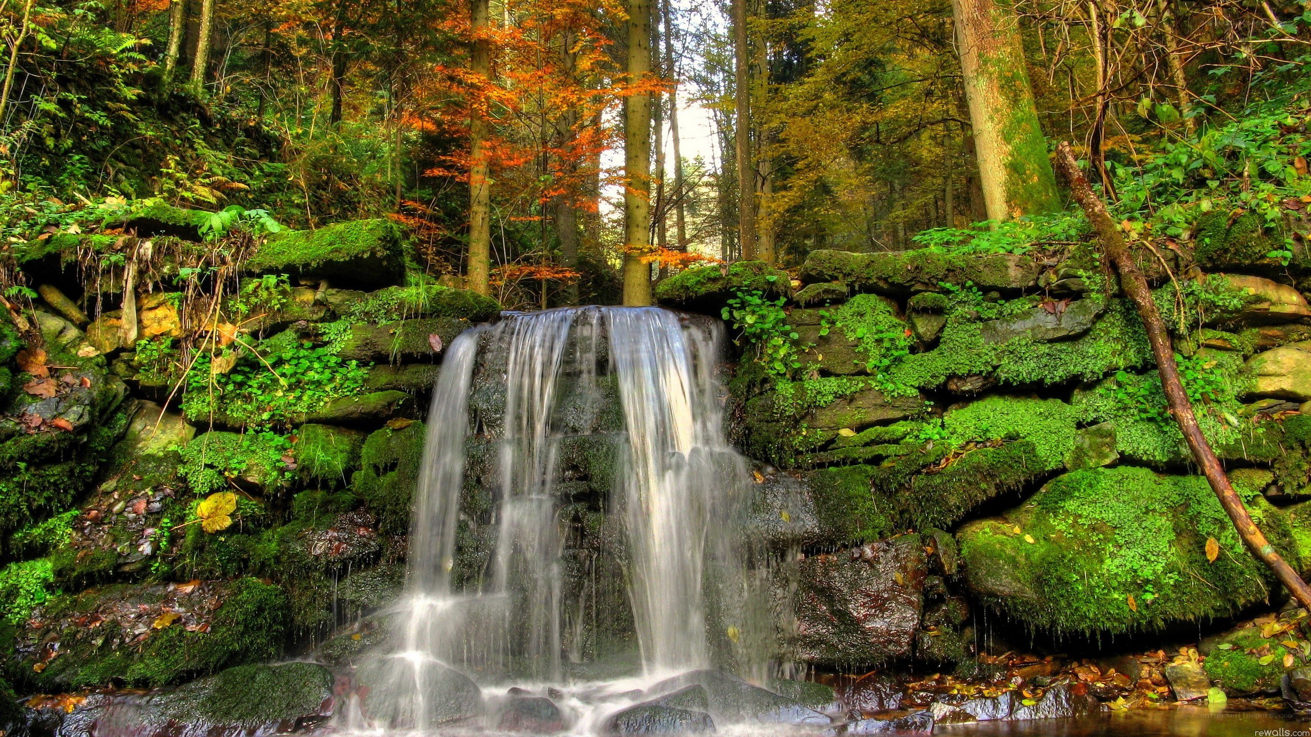 Forest waterfall in autumn