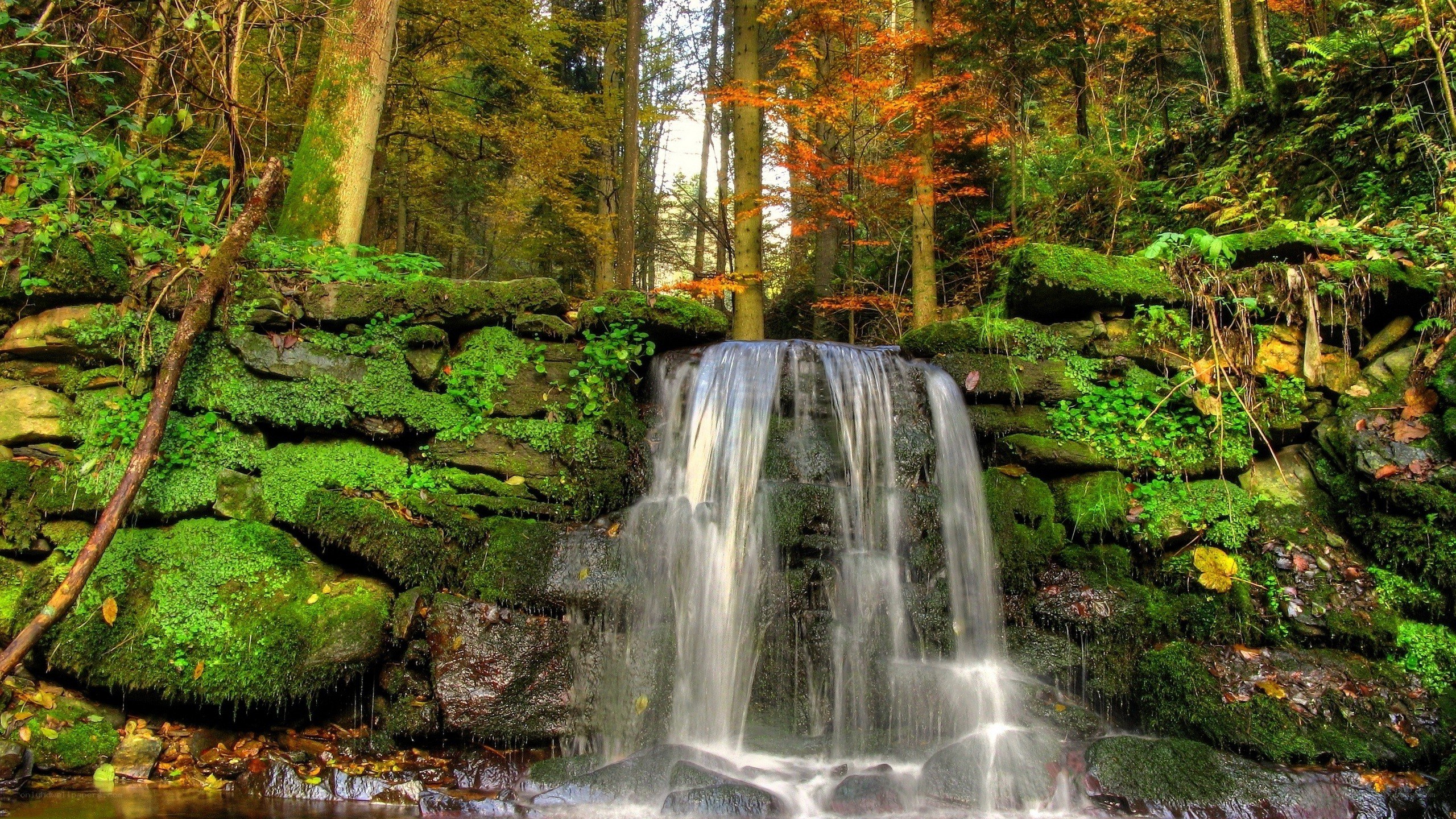 Forest waterfall in autumn