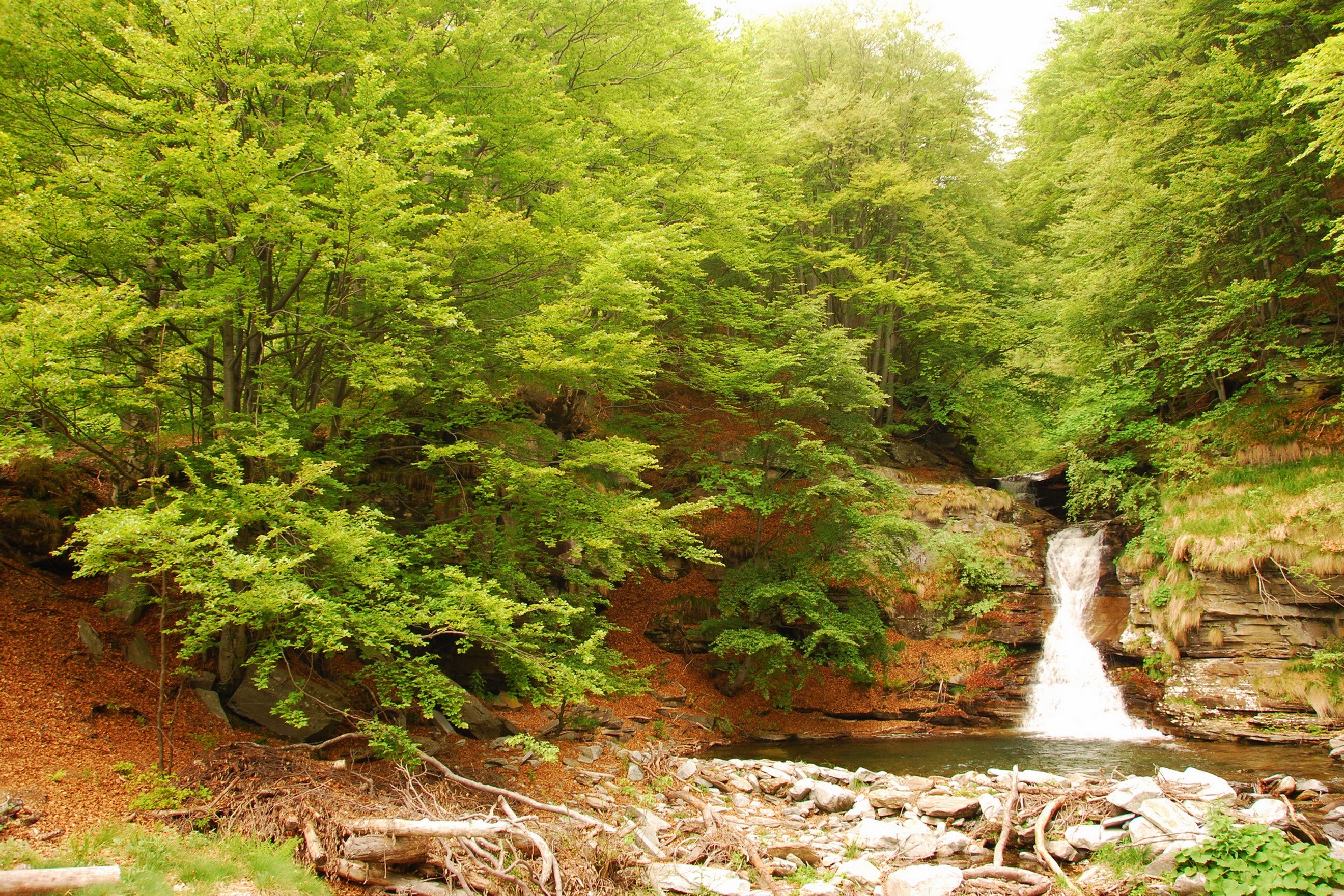 Forest waterfall in autumn