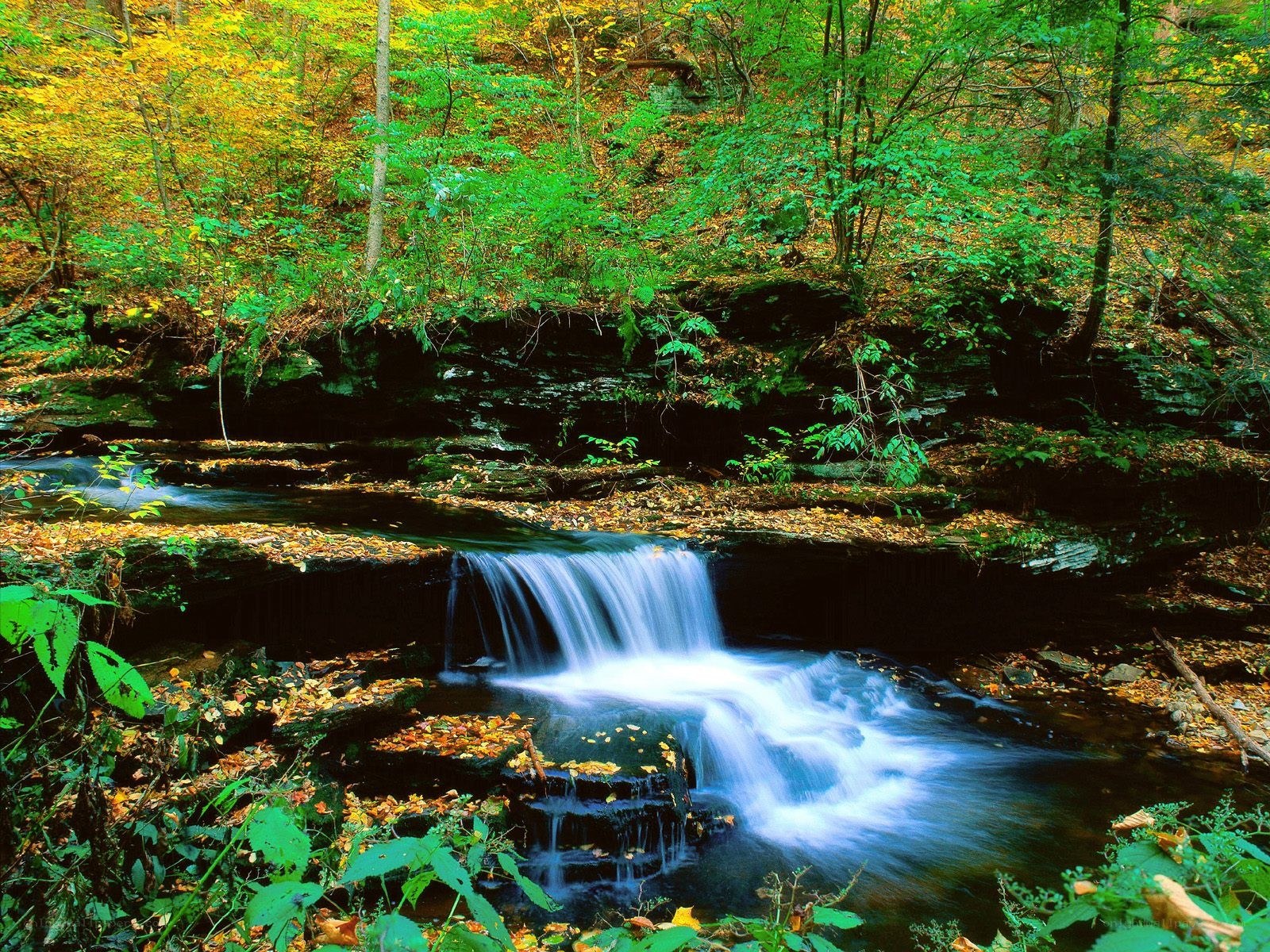 Forest waterfall in autumn
