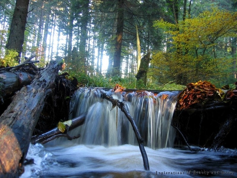 Forest waterfall in autumn