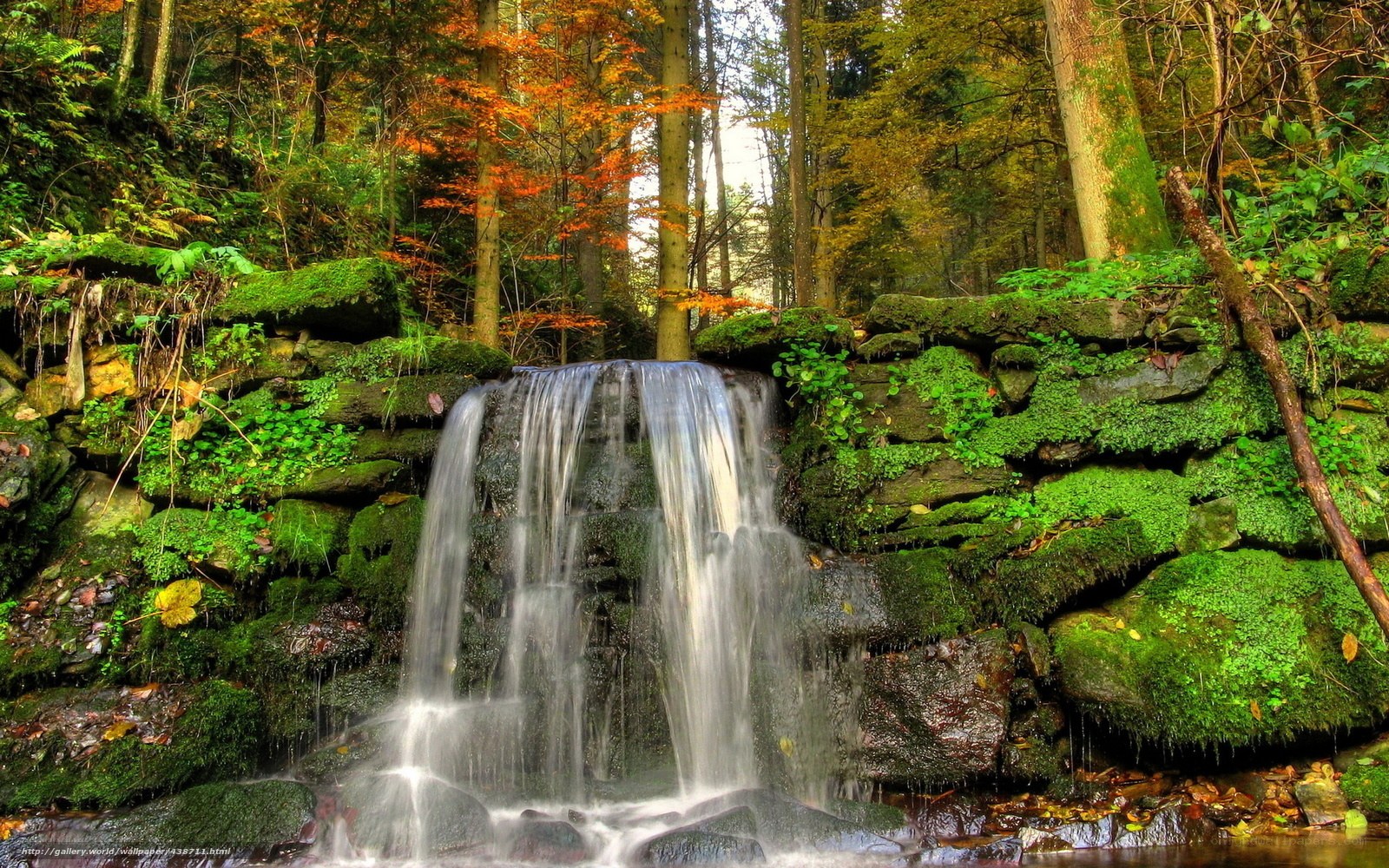 Forest waterfall in autumn
