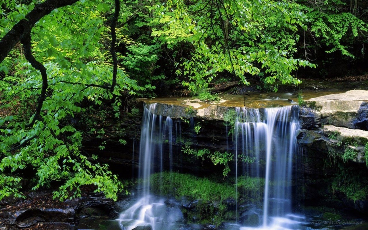 Forest waterfall in green foliage