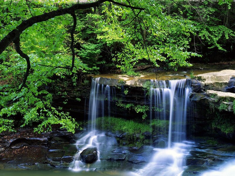 Forest waterfall in green foliage