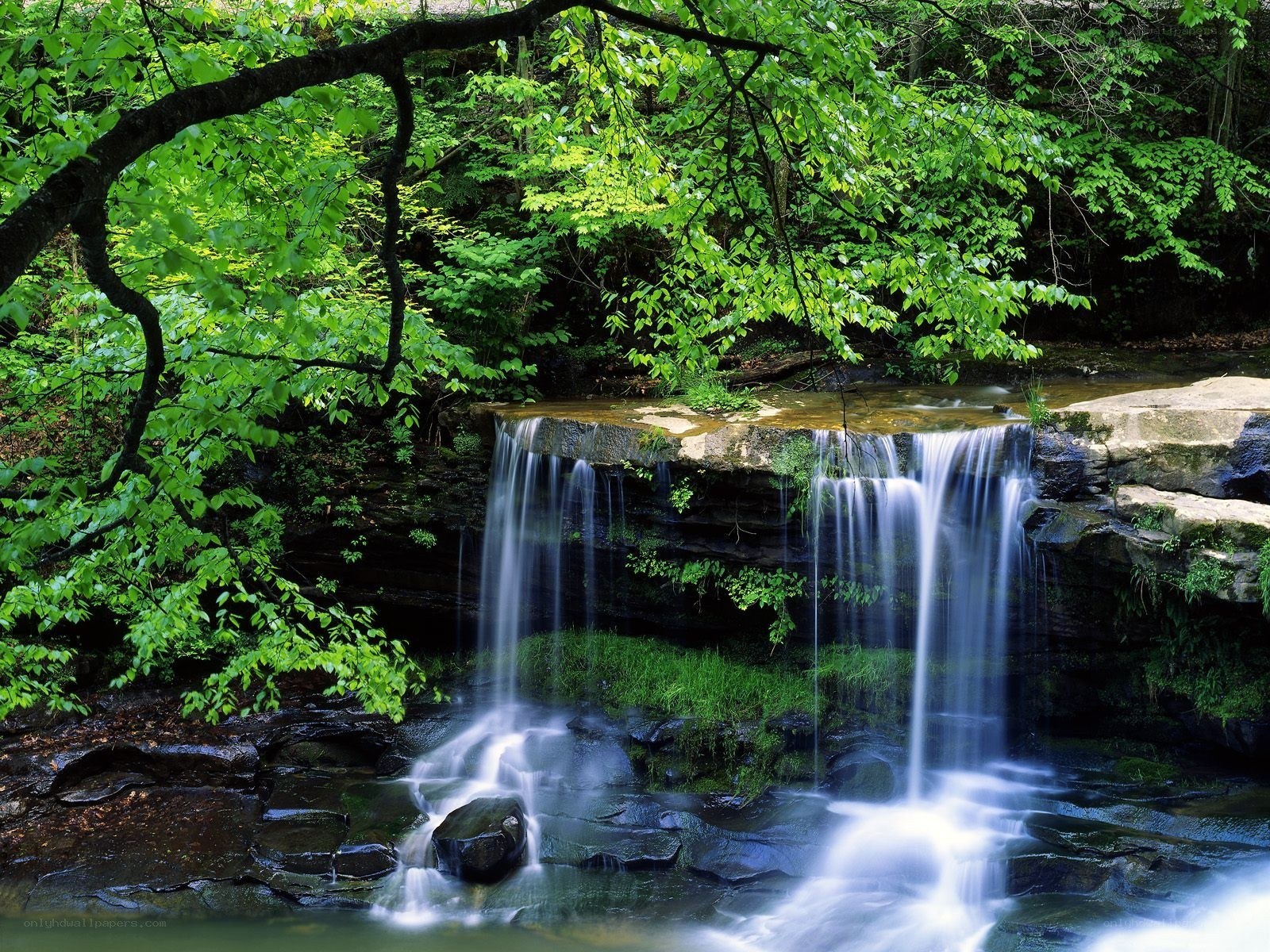 Forest waterfall in green foliage