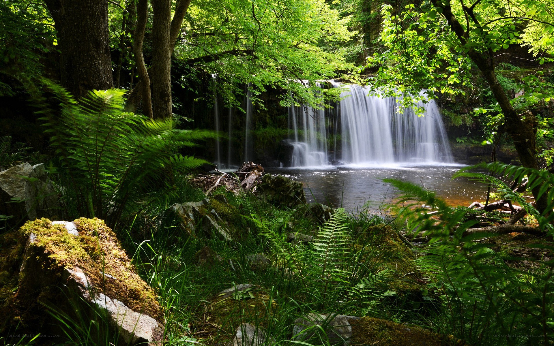 Forest waterfall in lush greenery