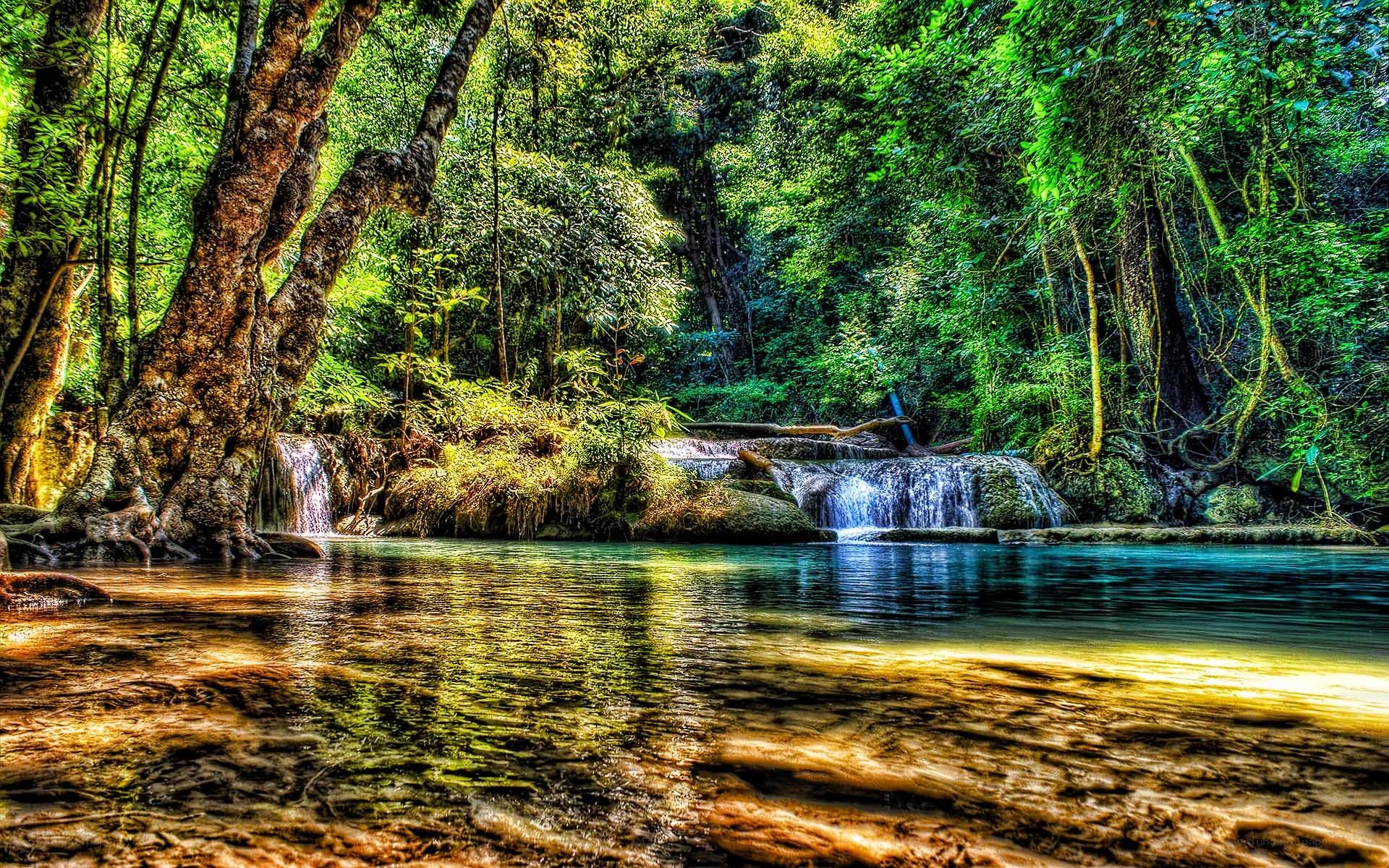 Forest waterfall in lush greenery