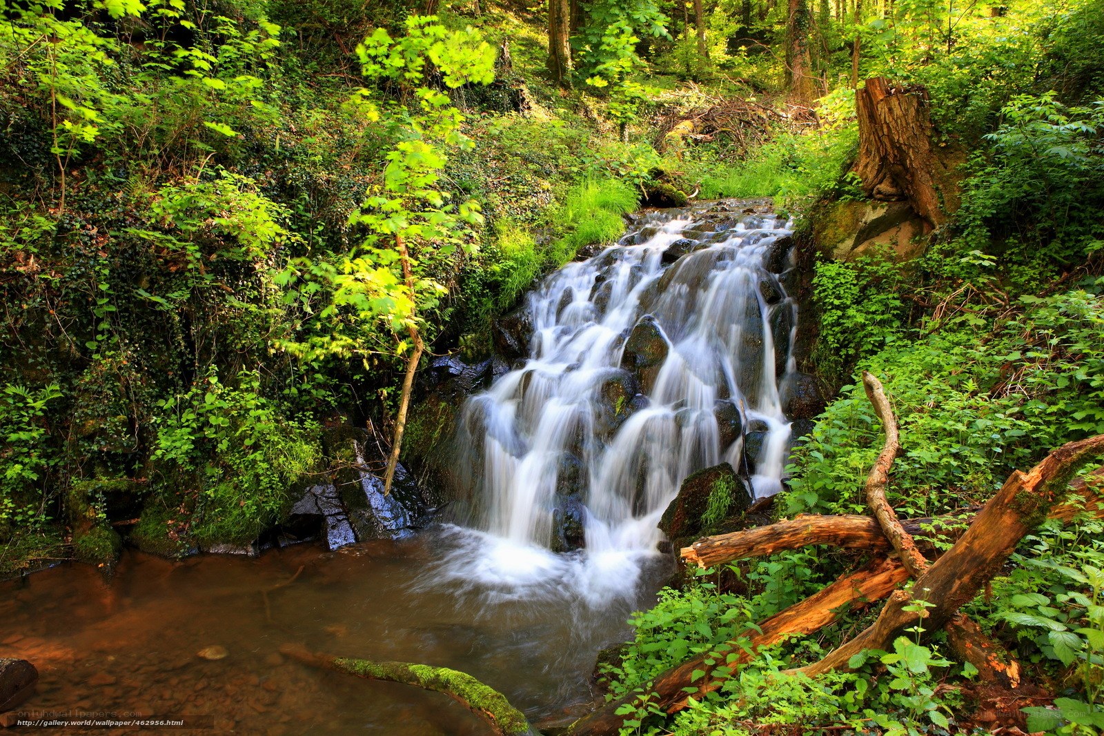 Forest waterfall in lush greenery
