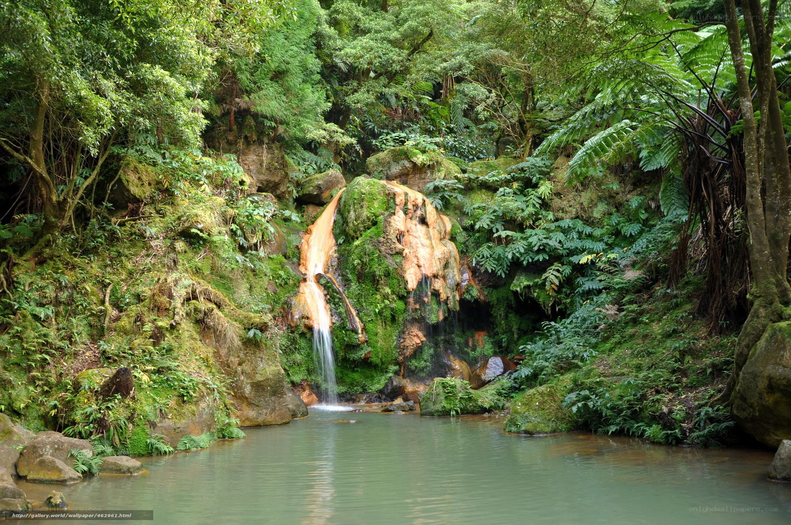 Forest waterfall in lush greenery