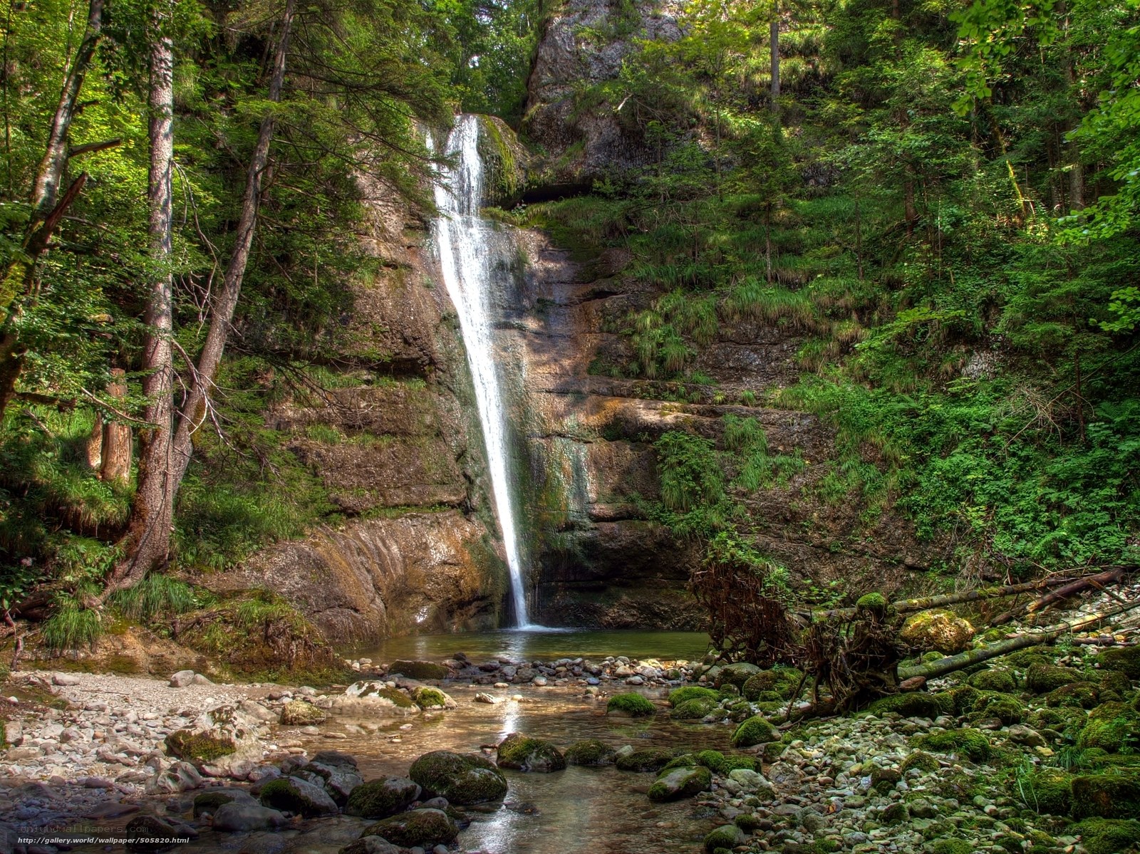 Forest waterfall in lush greenery