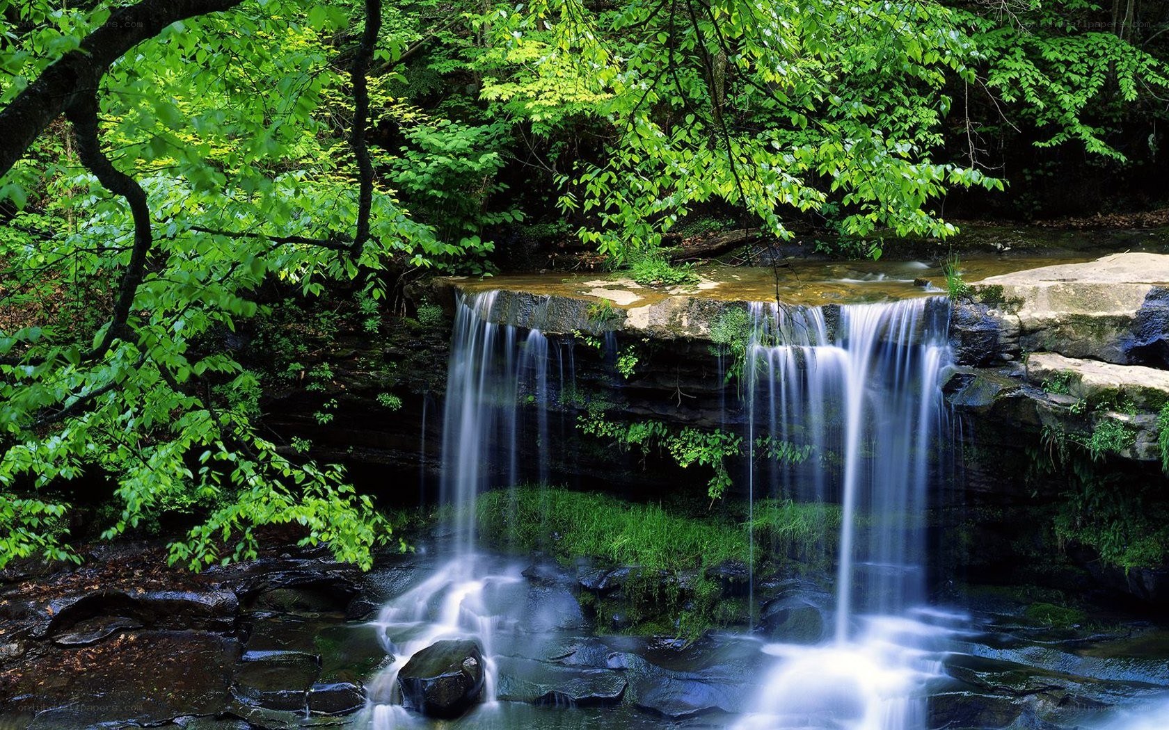 Forest waterfall in lush greenery