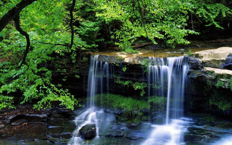 Forest waterfall in lush greenery