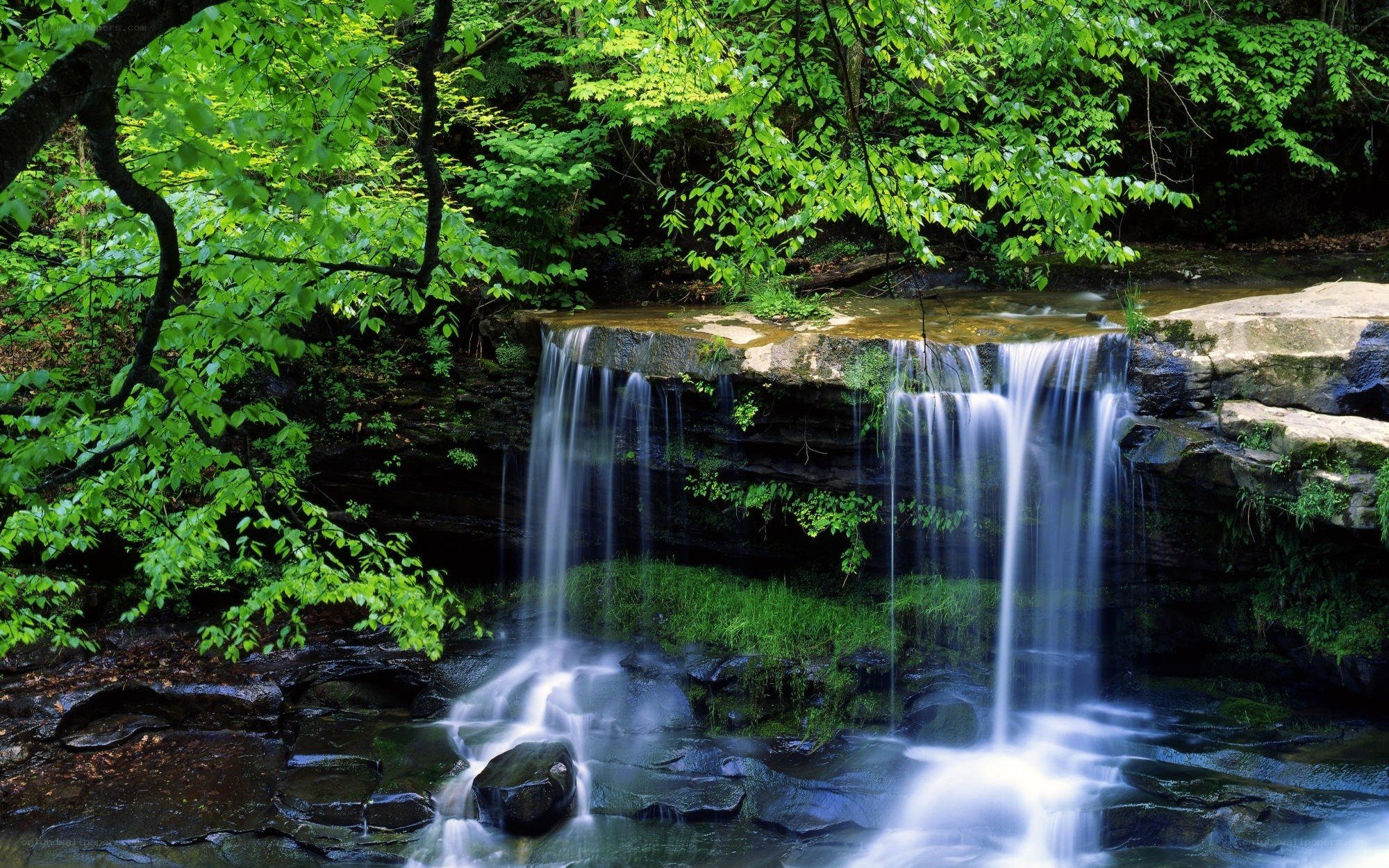 Forest waterfall in lush greenery