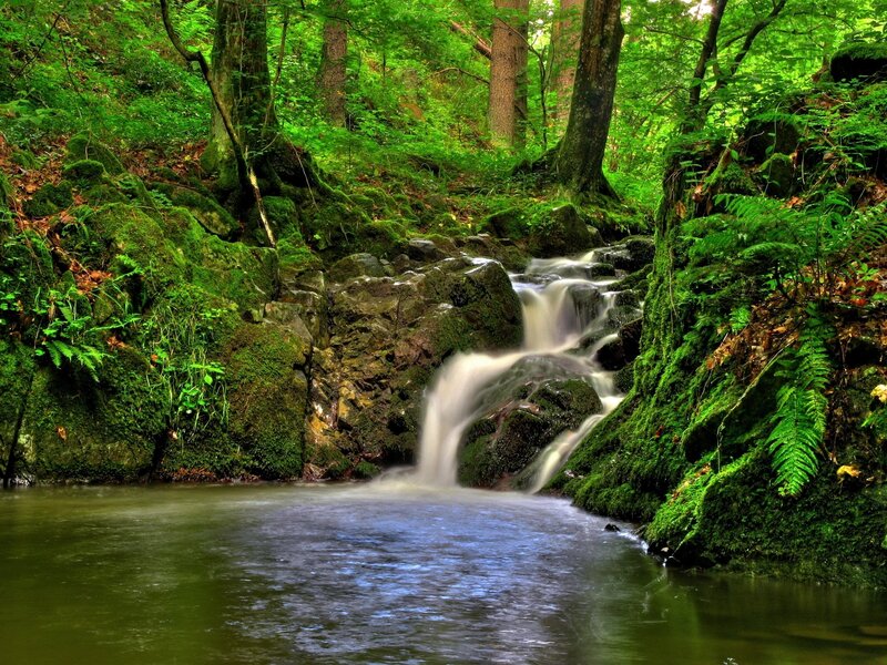 Forest waterfall in lush greenery