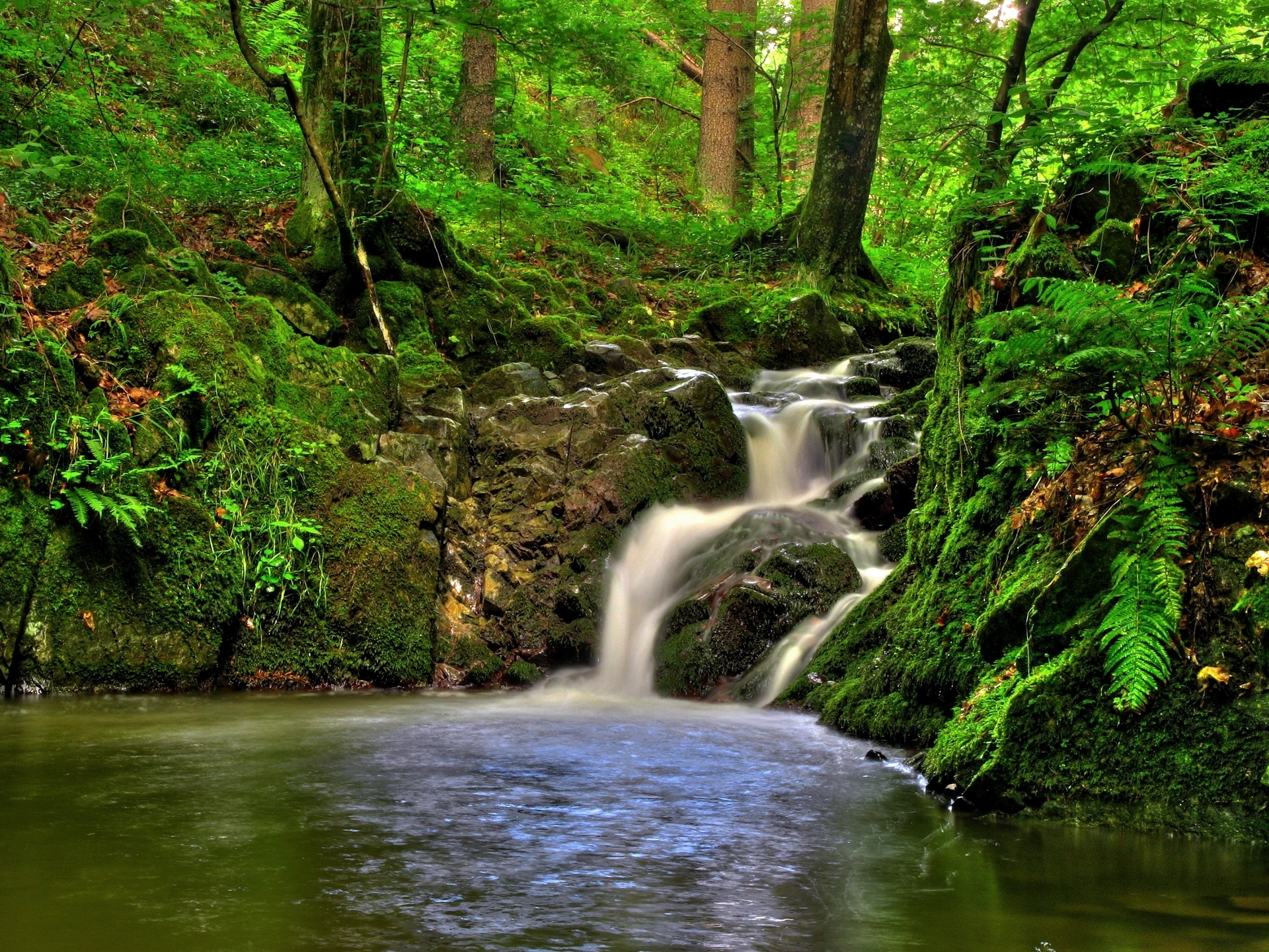 Forest waterfall in lush greenery