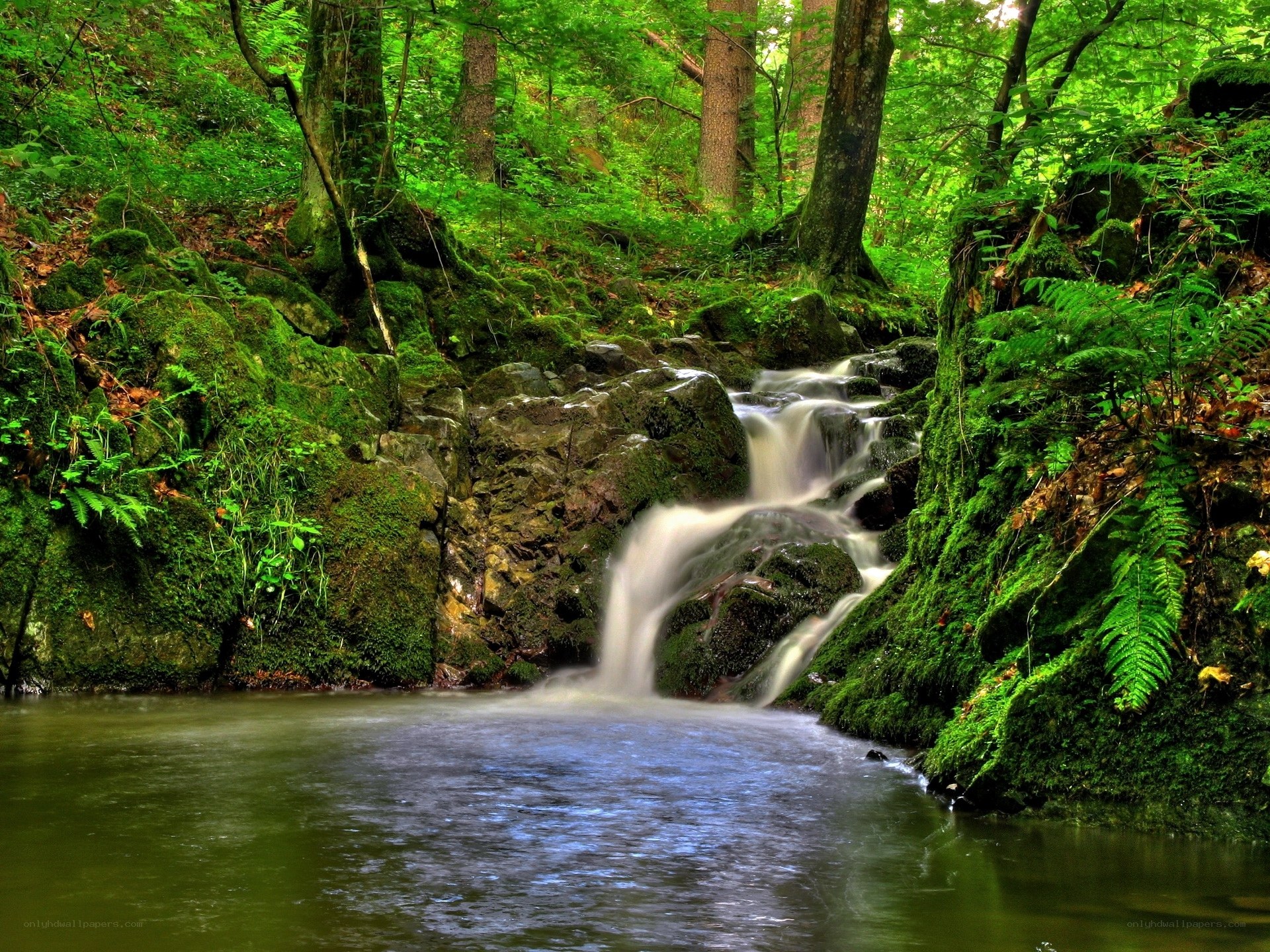 Forest waterfall in lush greenery