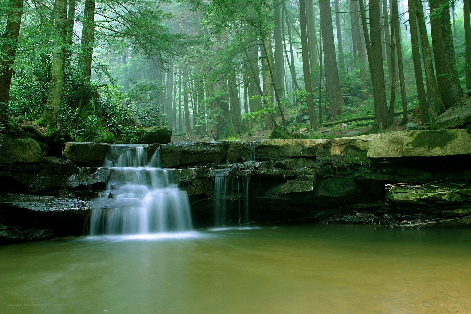 Forest waterfall in misty woods