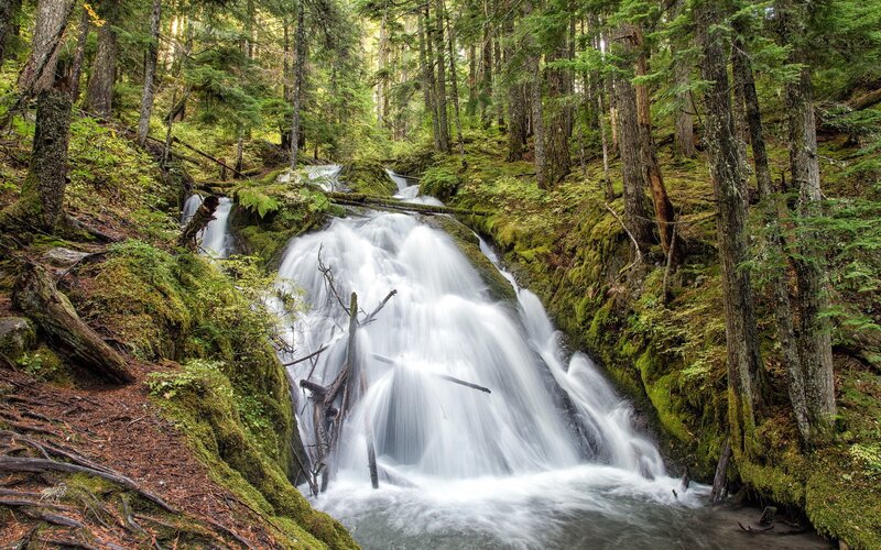 Forest waterfall in mossy canyon