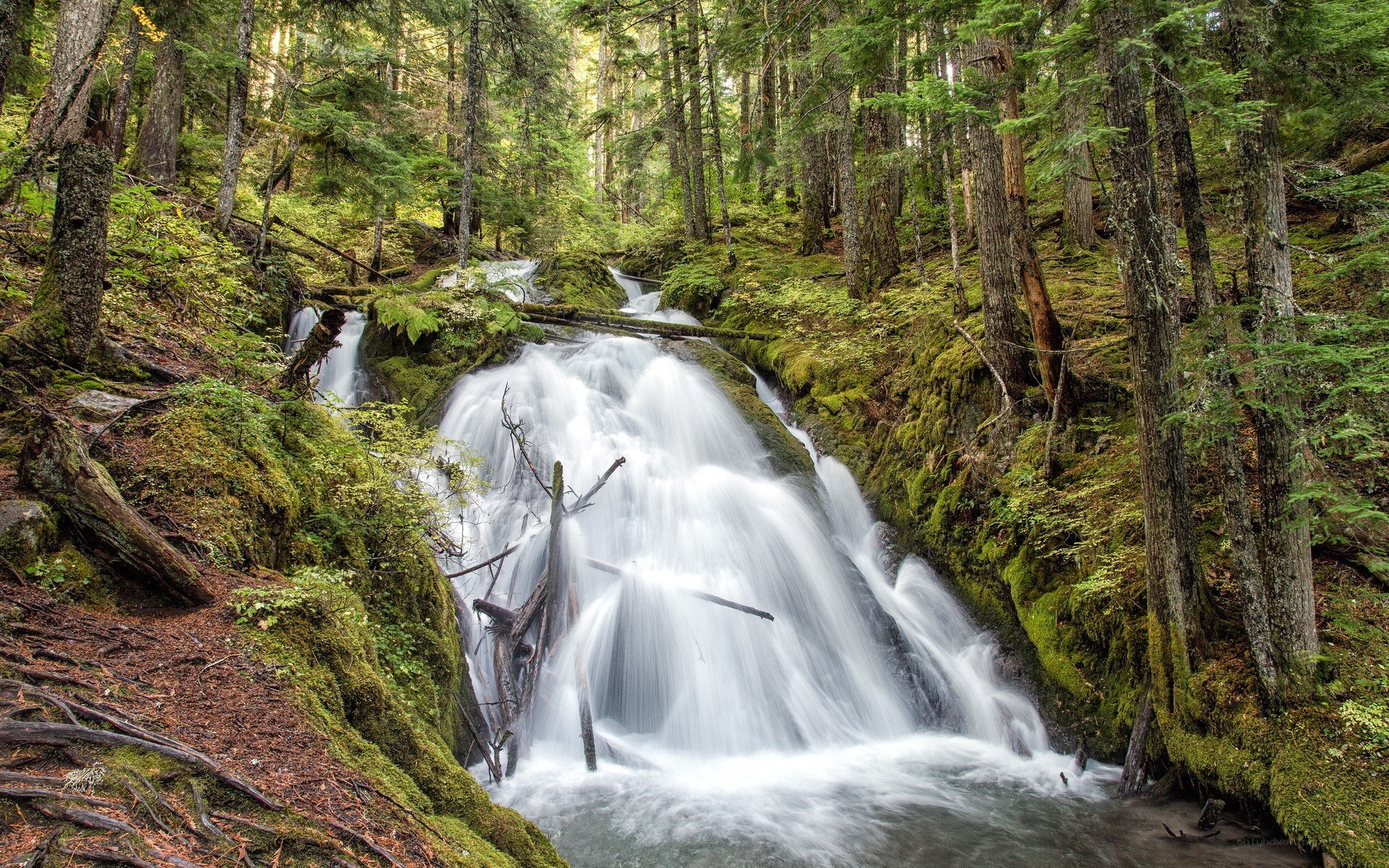 Forest waterfall in mossy canyon