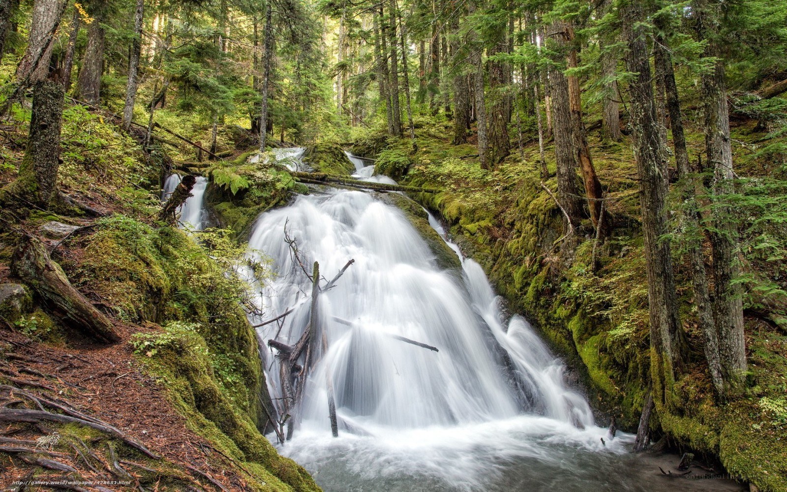 Forest waterfall in mossy woods