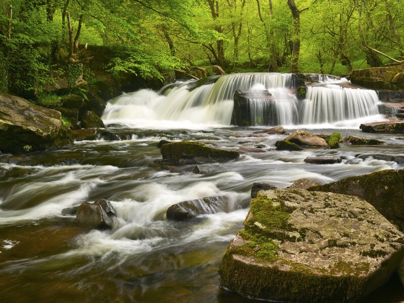 Forest waterfall in spring