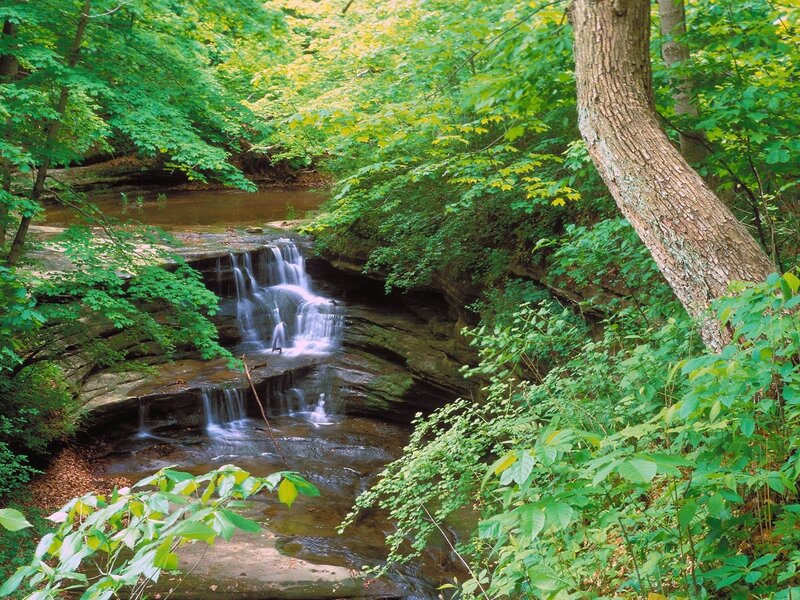 Forest waterfall in summer