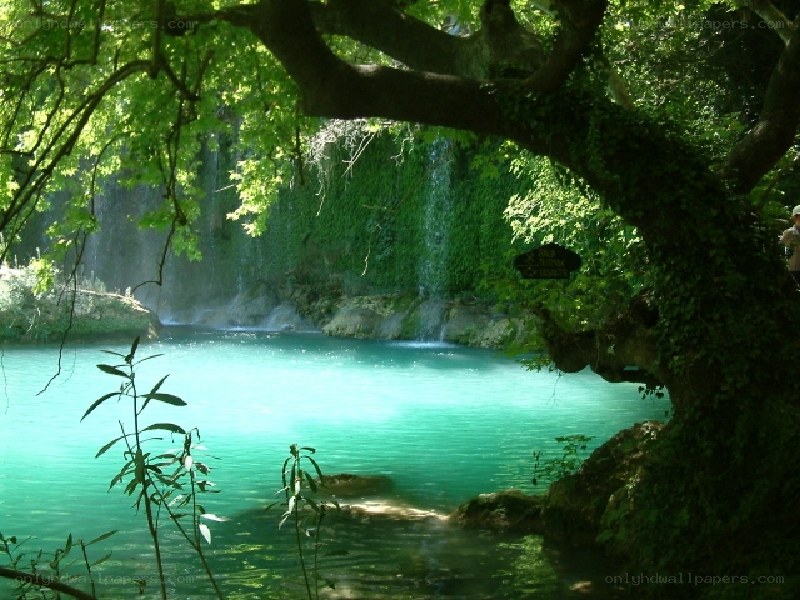 Forest waterfall pool
