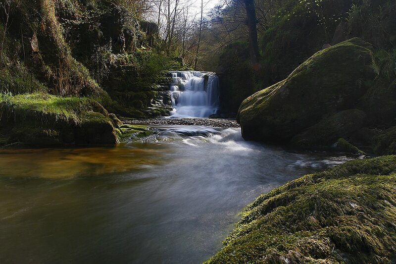 Forest waterfall scene