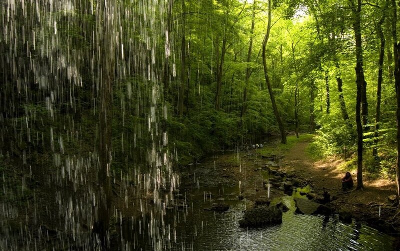 Forest waterfall scene