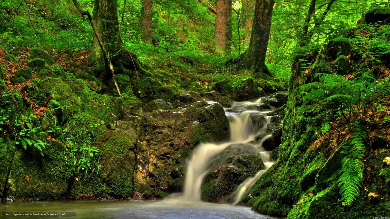 Forest waterfall scene